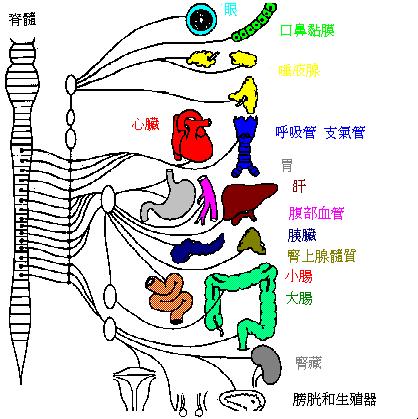 人体自律神经系统图